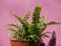 Папрат (Fern)