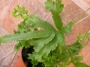 Папрат (Fern)