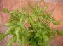 Папрат (Fern)