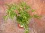 Папрат (Fern)