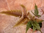 Папрат (Fern)