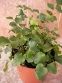 Папрат (Fern)