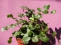 Папрат (Fern)