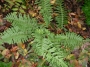 Папрат градинска студоустойчива (Fern)