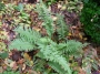 Папрат градинска студоустойчива (Fern)