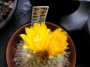 Пародия (Parodia aureiceps)