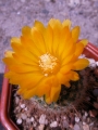 Пародия (Parodia riojensis)