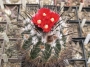 Пародия (Parodia suprema, Parodia succinea, Notocactus succineus)