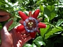 Пасифлора, семена (Passiflora quadrangularis Purple Granadilla)