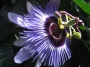 Пасифлора алата (Passiflora  Purple Haze)