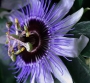Пасифлора алата (Passiflora  Purple Haze)