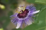 Пасифлора алата (Passiflora  Purple Haze)