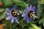 Пасифлора алата (Passiflora  Purple Haze)