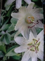 Пасифлора бяла (Passiflora Avalanche)