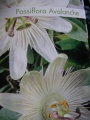 Пасифлора бяла (Passiflora Avalanche)