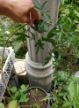 Пасифлора Каерулея, Церулея (Passiflora caerulea)