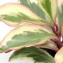 Пеперомия (Peperomia clusiifolia Tricolor Peperomia clusiifolia jelly)