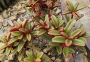 Пеперомия (Peperomia Graveolens)