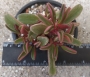 Пеперомия (Peperomia Graveolens)