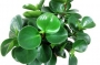 Пеперомия (Peperomia obtusifolia)