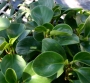 Пеперомия (Peperomia obtusifolia)