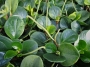 Пеперомия (Peperomia obtusifolia)