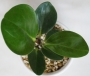 Пеперомия (Peperomia obtusifolia)