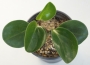 Пеперомия (Peperomia obtusifolia)