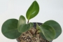 Пеперомия (Peperomia obtusifolia)