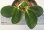 Пеперомия (Peperomia obtusifolia)
