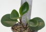 Пеперомия (Peperomia obtusifolia)