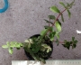 Пеперомия (Peperomia verticillata)