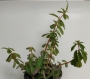 Пеперомия (Peperomia verticillata)