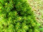 Пицея мини форма (Picea glauca)