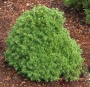 Пицея мини форма (Picea glauca)