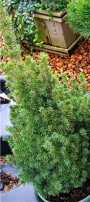Пицея мини форма (Picea glauca)