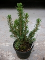 Пицея, Сребрист смърч (Picea glauca conica)