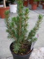 Пицея, Сребрист смърч (Picea glauca conica)