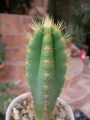 Пилоцереус азареус (Pilocereus azureus Cereus azureus)