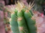 Пилоцереус азареус (Pilocereus azureus Cereus azureus)