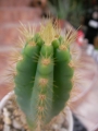 Пилоцереус азареус (Pilocereus azureus Cereus azureus)