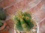 Пилоцереус азареус (Pilocereus azureus Cereus azureus)