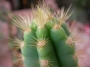 Пилоцереус азареус (Pilocereus azureus Cereus azureus)