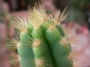Пилоцереус азареус (Pilocereus azureus Cereus azureus)