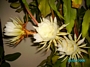 Питахая, Драконов плод растение (Hylocereus undutatus, Pitahaya)