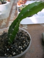 Питахая, Драконов плод растение (Hylocereus undutatus, Pitahaya)
