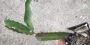 Питахая, Драконов плод растение (Hylocereus undutatus, Pitahaya)