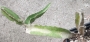 Питахая, Драконов плод растение (Hylocereus undutatus, Pitahaya)