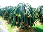 Питахая, Драконов плод, семена (Hylocereus undutatus, Pitahaya)