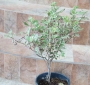 Питоспорум вариегатен (Pittosporum)